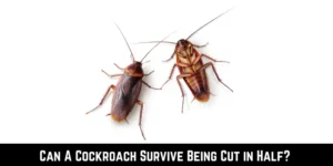 Can A Cockroach Survive Being Cut in Half