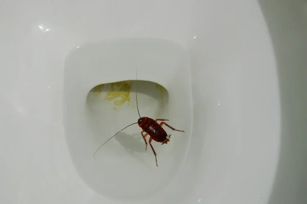 Cockroaches Able to Swim Up Toilets