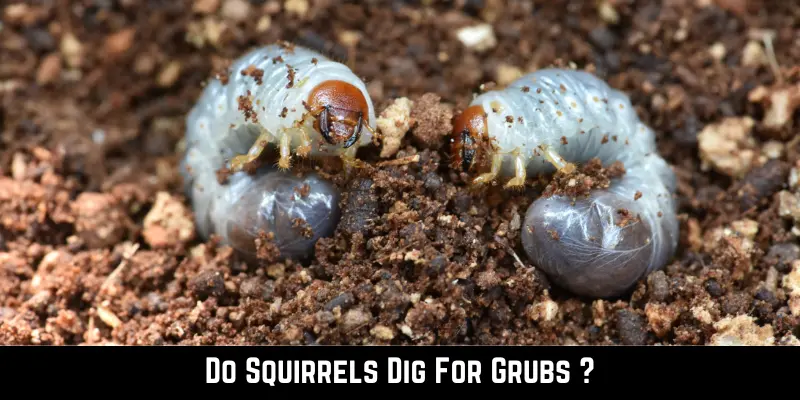 Do Squirrels Dig For Grubs