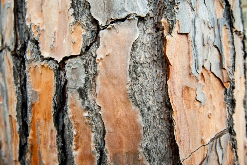 Pine-Bark