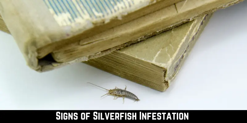 Signs of Silverfish Infestation 