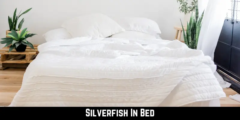 Silverfish In Bed