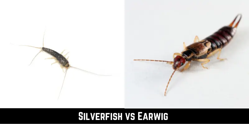 Silverfish vs Earwig