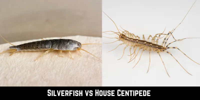 Silverfish vs House Centipede