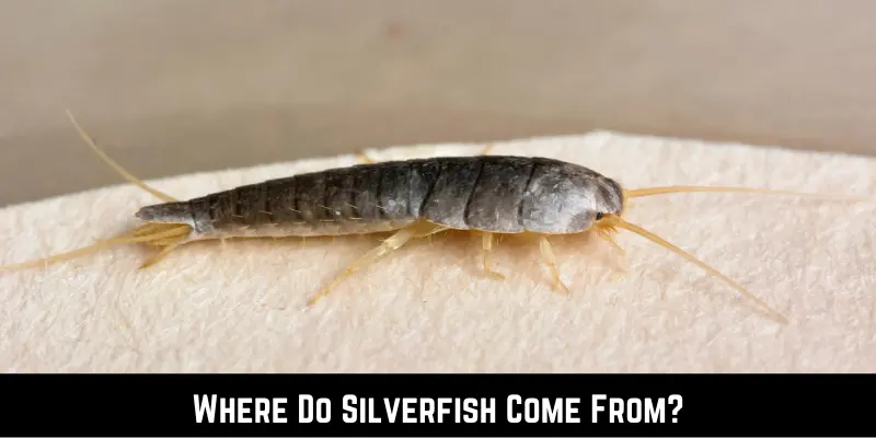 Where Do Silverfish Come From