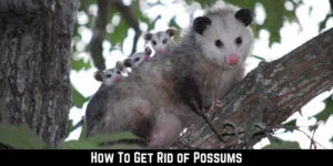 How To Get Rid of Possums
